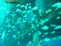 /album/cervene-more-/ponorka-2-hrg-jpg1/